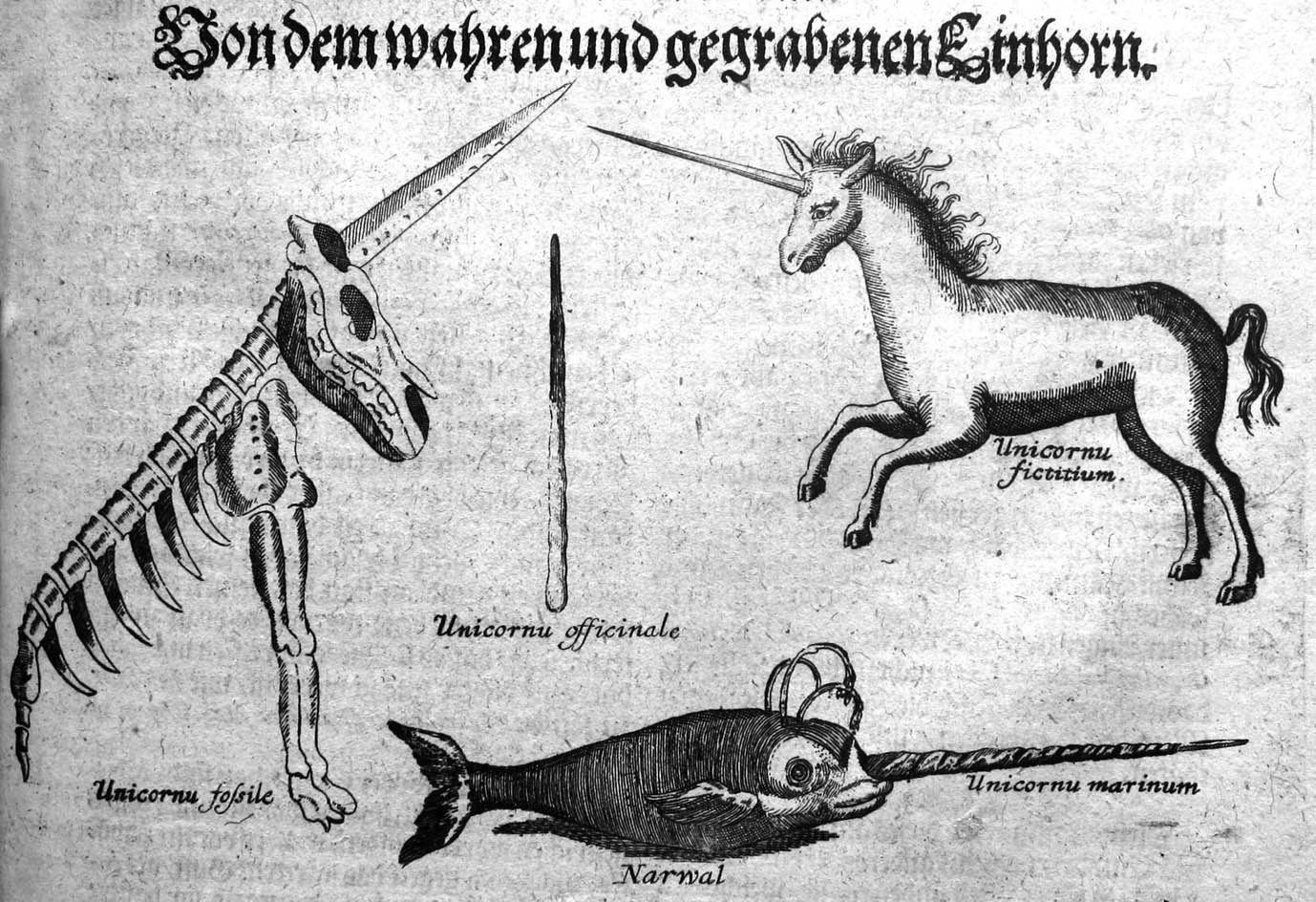 Wie kam das Einhorn in die Apotheke
